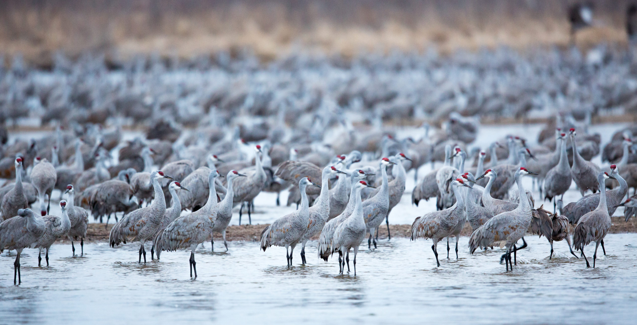 Sandhill Cranes
